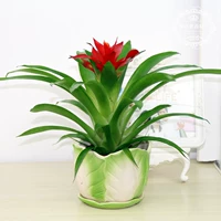 Удачи [Юй Байсай Средний]