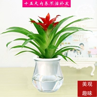 Удача (стеклянный бассейн маленький)