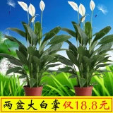 Лучшее время для горшечных растений, цветов и растений, крытого антрацита, розовой ладони, белой ладони и четырех сезонов гидропоники, наблюдая за цветами и зелеными растениями, удачи