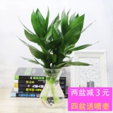 Гуаньян бамбуковые гидропонные растения богатые бамбуковые деревья