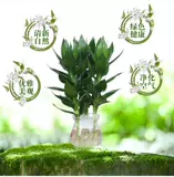 Гуаньян бамбуковые гидропонные растения богатые бамбуковые деревья