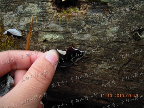 Северо -восточный черный гриб 250 граммов сухих товаров Специальные продукты Чангбай Горные горы Толстую без корня гриба