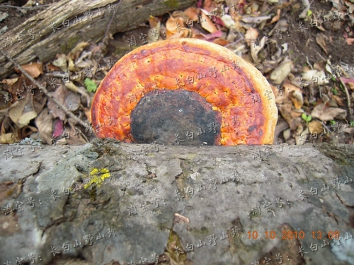 Аутентичный длинночный горный дикий красный морской полюс угловой капрал красный край