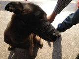 Кожаная кожаная горка для домашнего животного рта на крышке собаки антибайт -защищенная маска для собак собачья капля может быть отрегулирована