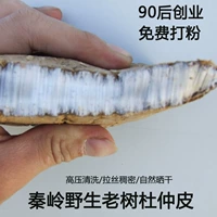 Qinling Wild Old Tree Eucommiad Special Male Eucommnarian Health Care Limited Yang du Zhong Powder Bubble Wine Medicine 500G