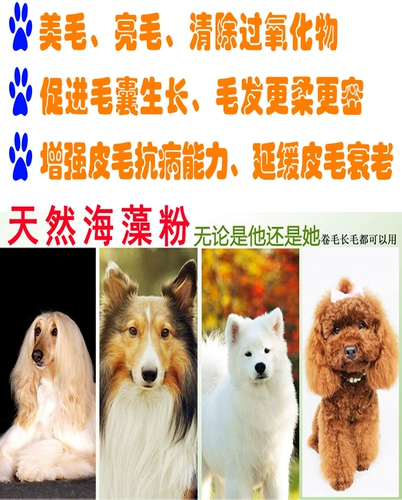 Pet Puppies, Порошок морских водорослей Teddy Mao Mao Mao Mao Mao Mao Dog, Black Nose, Golden Merk Samoyed Lecithithin 300G