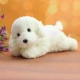 Dễ thương Teddy Dog Doll Puppy Dog Đồ chơi sang trọng Chó mới Trang trí xe Trang trí Trang trí Búp bê Ragdoll - Đồ chơi mềm