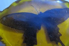 Ювелирные камни 趣味古玩古董收藏农村淘来地 老件 清代老蜜蜡带蝴蝶老琥珀虫琥珀