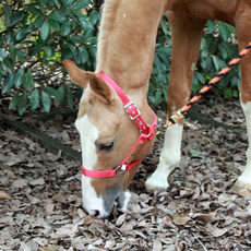 Недоуздок Плотного текстиля Недоуздок лошадь уздечку
