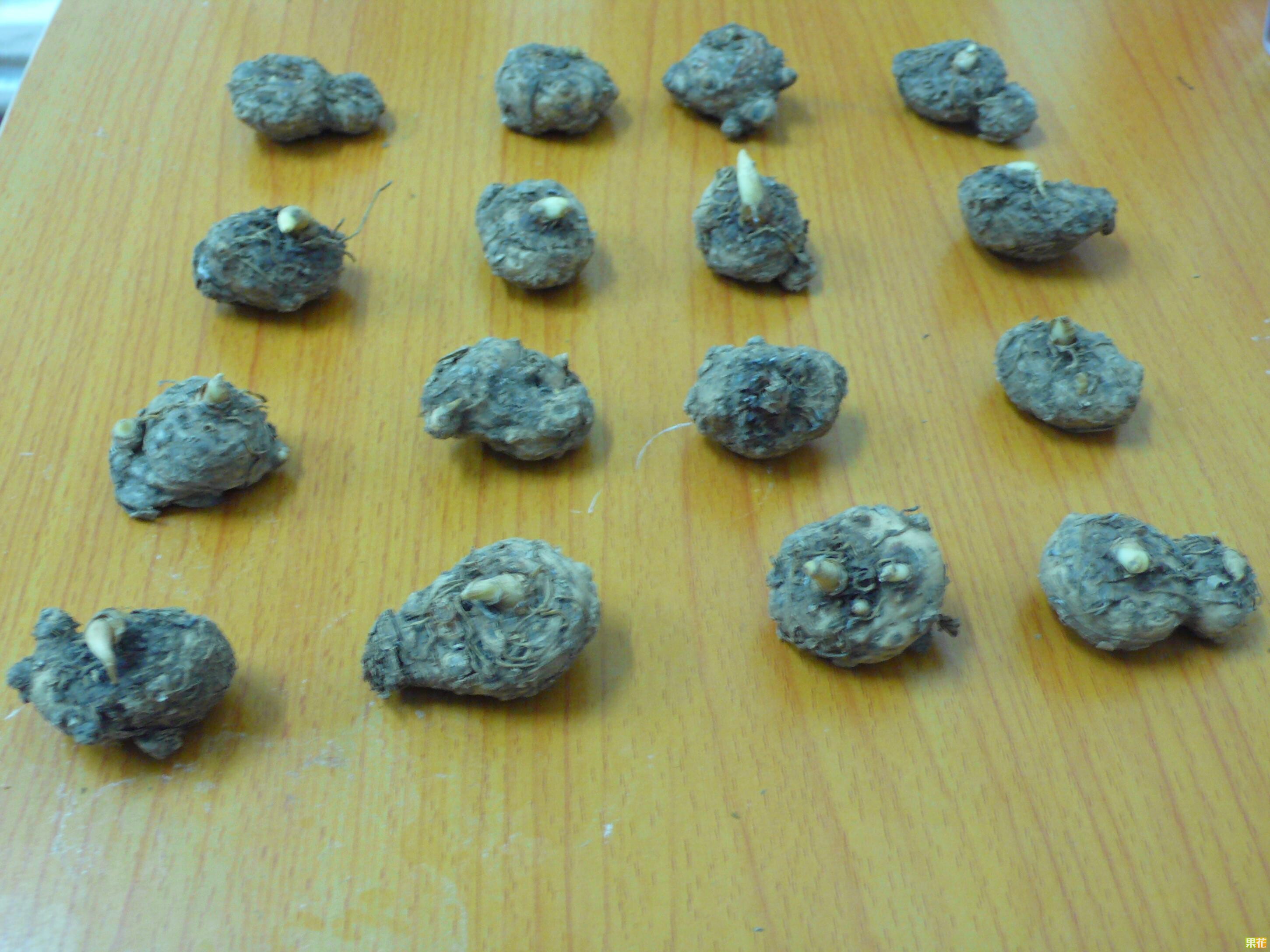 种苗,种子,种球 马蹄莲种球 专家:一枝彩色马蹄莲的花,一般来讲,它的