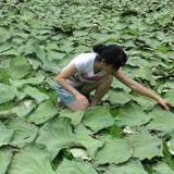 Honghu Wang Wenjuan Lotus Leaf Tea 50G Новый лотос лист свежеприготовленный