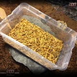 Бесплатная доставка булочка черви желтый порошок Arowana Spider Lizard Lizard Hamster Reptile