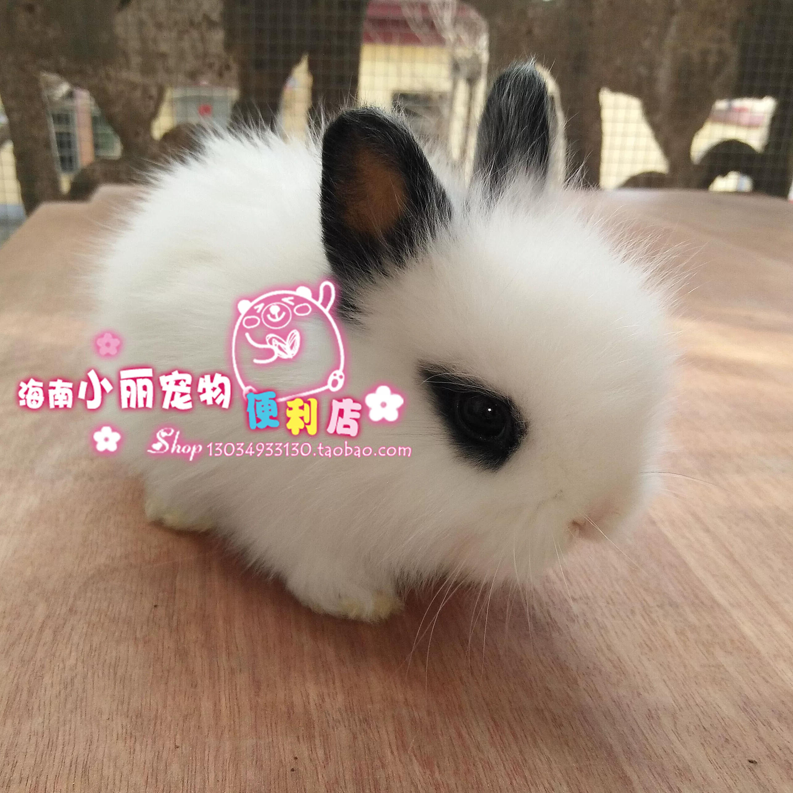 [Магазин Hainan Xiaoli] Карликовый кролик, Begonia phoenix-eyed cat rabbit, мини- кролик, короткоухий