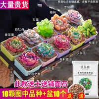 10 Potchye Select Multi -Meat и поставьте фигуры