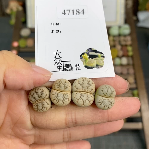 Shengshi Flower Little Mite One Shot 47184