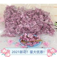 Сакура сухой вишневый чай 250g 2023 Новый цветок вишневый цвет лепестки не -соль вишня декоративные вишневые цветы