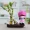 Sáng tạo bầu mini thủy tinh đôi thủy tinh dễ thương cặp đôi Tôn Ngộ Không cắm hoa văn phòng để bàn nước hoa nhỏ - Vase / Bồn hoa & Kệ