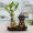 Sáng tạo bầu mini thủy tinh đôi thủy tinh dễ thương cặp đôi Tôn Ngộ Không cắm hoa văn phòng để bàn nước hoa nhỏ - Vase / Bồn hoa & Kệ