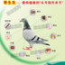 Thuốc bồ câu, Glider, Trichomonas vagis, coccidia, pigeon, worm, Clear, pigeon, vật tư, nước, bồ câu, tẩy giun - Chim & Chăm sóc chim Supplies lòng chim Chim & Chăm sóc chim Supplies