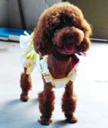 Quần áo chó cưng gốc mèo mùa hè váy Teddy quần áo mỏng phần chó con khuyến mãi - Quần áo & phụ kiện thú cưng