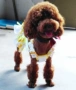 Quần áo chó cưng gốc mèo mùa hè váy Teddy quần áo mỏng phần chó con khuyến mãi - Quần áo & phụ kiện thú cưng quần áo cho chó lớn