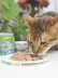 Thú cưng Mio Đài Loan Thời gian nấu súp bằng sứ Mèo Đồ hộp mèo Đồ ăn nhẹ 80g Nhiều loại tùy chọn Đồ ăn nhẹ cho mèo