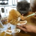Mio Pet Nhập khẩu Meishi Mèo Đóng hộp Hộp cơm trưa Mèo Ăn vặt Không có hạt Thức ăn chính Can Cat Pot 75g - Đồ ăn nhẹ cho mèo