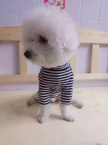 14 -летний магазин 13 размеров, сосредоточенная на производстве домашних животных, версия рубашки плюшевой рубашки, одежды, кошки, картонного рисунка -наказывающая бумага -режущая форма