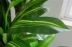 Cây mô phỏng cây giả cây xanh Brazil gỗ sắt phòng khách sàn chậu trang trí khách sạn hoa trong nhà bảo vệ môi trường xanh - Hoa nhân tạo / Cây / Trái cây cây hoa hồng giả Hoa nhân tạo / Cây / Trái cây