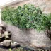 Cây giả mây mô phỏng cây nho cảnh quan hoa nho cây xanh tường cây nho nhánh lớn trong nhà trang trí cây - Hoa nhân tạo / Cây / Trái cây