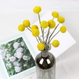 Золотой шарик настоящий цветок сухой цветок мягкая мебель мебель