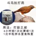 Chiến đấu với chim y học Chiến đấu chống chim y học - Chim & Chăm sóc chim Supplies máng ăn cho gà Chim & Chăm sóc chim Supplies