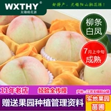 Аутентичные Wuxi Yang Landscape Peach Seedings Специальные прививки персиковых саженцев и саженцев фруктов на юг и юг
