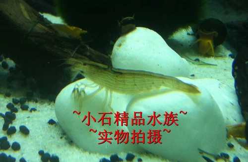 Сяоши Водолея Креветки Наблюдая за креветками против водорослей африканские теннисные треневые