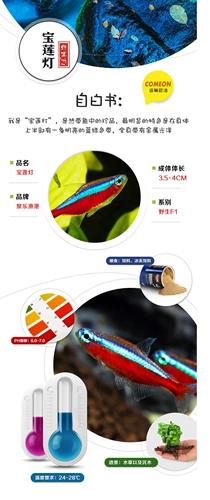 Сяси Акьерус фонарь рыбы цветок тропическая тропическая декоративная рыба живая домашняя рыба маленькая мираза в прямом эфире