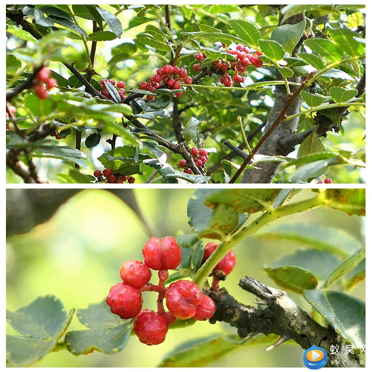 S1941 花椒树 香料素材 视频素材