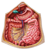 Человеческая живот/полость брюшной полости человеческого тела