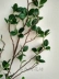 Mô phỏng Bắc Âu Mới Milan lá giả cành lá cây xanh lá cây hoa giả trang trí cắm hoa trang trí chất lượng cao - Hoa nhân tạo / Cây / Trái cây cây giả trang trí trong nhà Hoa nhân tạo / Cây / Trái cây