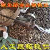 Северо -восточная ядра грецкого ореха дикой горы 500G бесплатная доставка