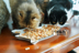 Nhà mèo nước sốt Inabao tuyệt vời hương vị nướng mèo đồ ăn nhẹ Mèo dinh dưỡng thực phẩm trà xanh khử mùi công thức bánh quy hạt canin Đồ ăn nhẹ cho mèo