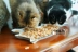 Nhà mèo nước sốt Inabao tuyệt vời hương vị nướng mèo đồ ăn nhẹ Mèo dinh dưỡng thực phẩm trà xanh khử mùi công thức bánh quy