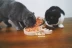 Nhà Mèo Sốt Một Hạt Một Mảnh Mèo Tiến Sĩ Bất Chip Pie Mèo Đồ Ăn Nhẹ Gà Pho Mát Đồ Ăn Nhẹ Sirlo 180 gam