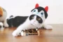 Nhà mèo nước sốt petio piedi biến đổi trang phục mèo cosplay nhiếp ảnh trang phục mũ nón thú cưng - Quần áo & phụ kiện thú cưng 	áo dành cho mèo con	