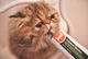 Nhà mèo nước sốt Red dog cat tóc kem để tóc bóng điều hòa dạ dày Pet sản phẩm sức khỏe làm đẹp tóc để thúc đẩy tiêu hóa