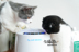 bán máy lọc không khí Nước sốt mèo Nhà máy lọc không khí Pet Máy giặt Nhật Bản tiệt trùng mèo nhà AIR MEDIC Baoshun máy lọc khí Máy lọc không khí