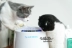 Nước sốt mèo Nhà máy lọc không khí Pet Máy giặt Nhật Bản tiệt trùng mèo nhà AIR MEDIC Baoshun