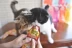Nước sốt mèo nhà Inabao dán dinh dưỡng cho mèo Thức ăn bổ sung sữa lắc Thức ăn ướt Gói thức ăn cho mèo Mèo mang thai mèo 1