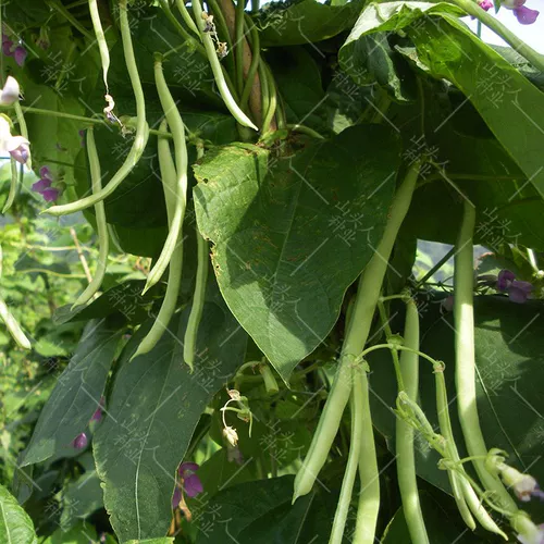Семена Timpyvine Douque Four Seasons транслировать Kidminton Bean Corner Seeds Spring High -Yield Раннее приготовленное раннее на полке овощи семян