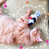 Милая мятная подушка, плюшевая реалистичная игрушка, белый кролик, домашний питомец, кот