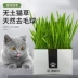 Lười mèo hạt giống trong chậu trồng trọt thủy canh phù hợp với lúa mì - Đồ ăn nhẹ cho mèo
